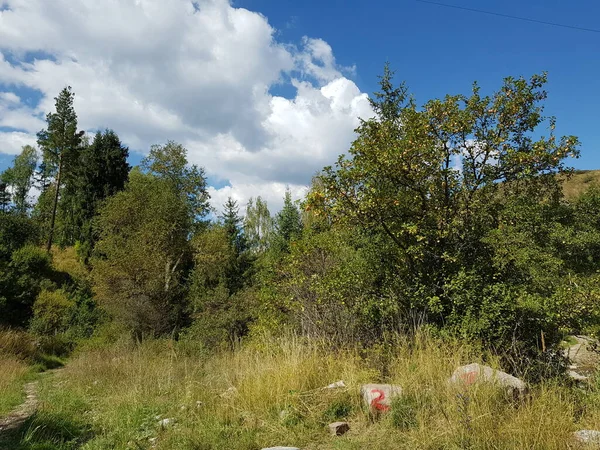 Landskap Fjällskog Tidigt Hösten — Stockfoto