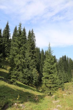 Sonbaharın başlarında bir dağ ormanında manzara.