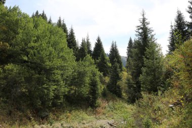 Sonbaharın başlarında bir dağ ormanında manzara.