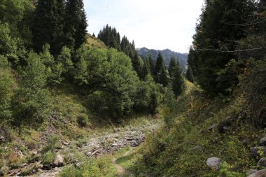 Sonbaharın başlarında bir dağ ormanında manzara.