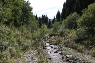 Sonbaharın başlarında bir dağ ormanında manzara.