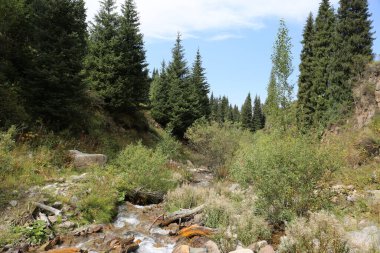 Sonbaharın başlarında bir dağ ormanında manzara.