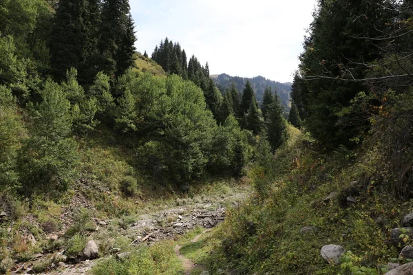 Sonbaharın başlarında bir dağ ormanında manzara.