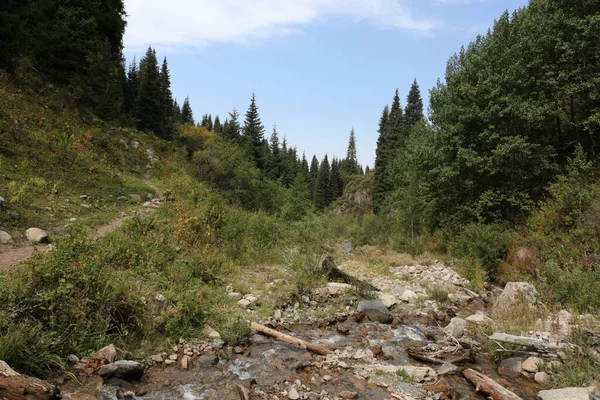Sonbaharın başlarında bir dağ ormanında manzara.