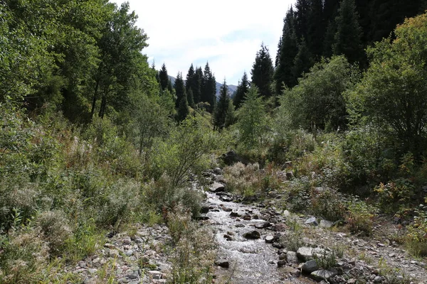 Sonbaharın başlarında bir dağ ormanında manzara.