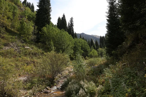Sonbaharın başlarında bir dağ ormanında manzara.