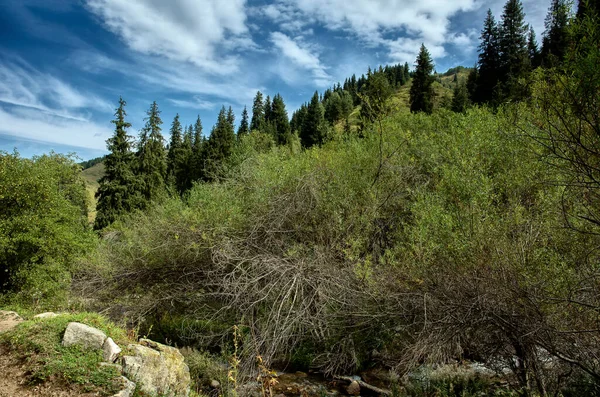 Sonbaharın başlarında bir dağ ormanında manzara.