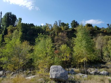 Sıcak sonbaharda bir dağ ormanında manzara.