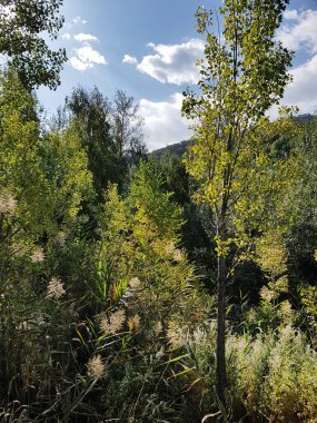 Sıcak sonbaharda bir dağ ormanında manzara.