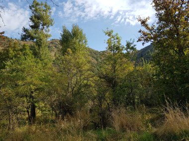 Sıcak sonbaharda bir dağ ormanında manzara.