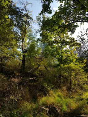 Sıcak sonbaharda bir dağ ormanında manzara.