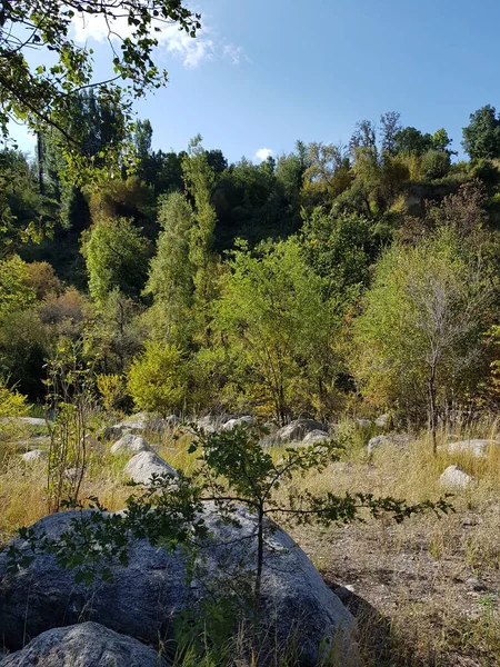 Sıcak sonbaharda bir dağ ormanında manzara.