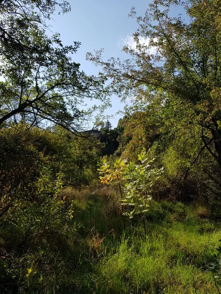 Sıcak sonbaharda bir dağ ormanında manzara.