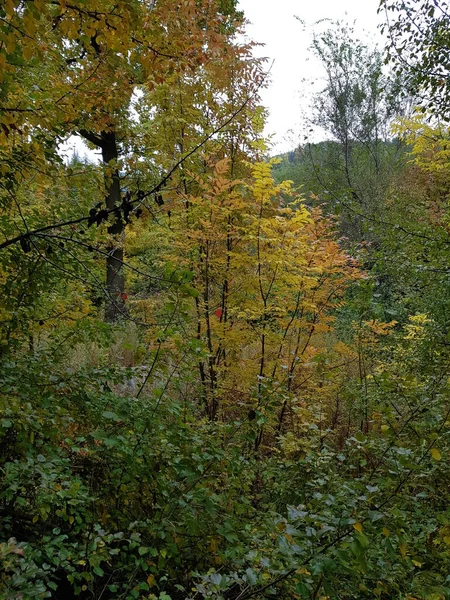 Landscape Mountain Forest Autumn Morning — Stock Photo, Image