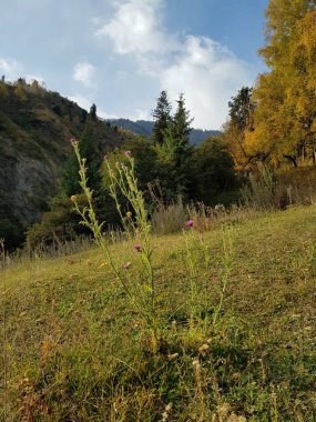 Sıcak sonbaharda bir dağ ormanında manzara.