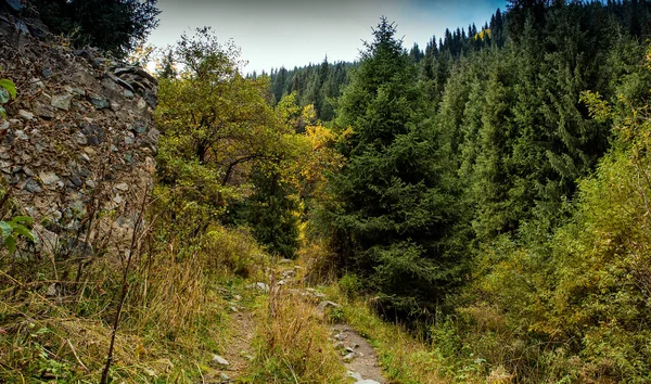 秋の山の森の中のカラフルな木々の風景 — ストック写真