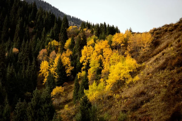 Paesaggio Una Foresta Montagna Autunno Caldo — Foto Stock