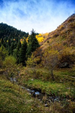 Sonbahar sabahı bir dağ ormanında manzara..