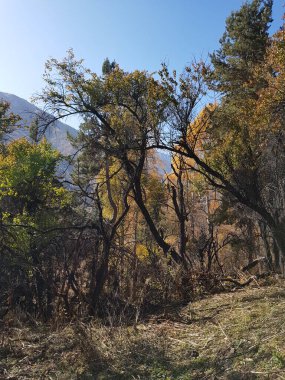 Sıcak sonbaharda bir dağ ormanında manzara.