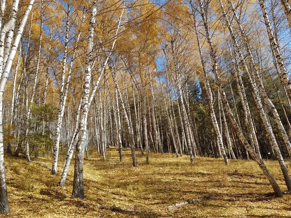 Пейзаж Горном Лесу Теплой Осенью — стоковое фото