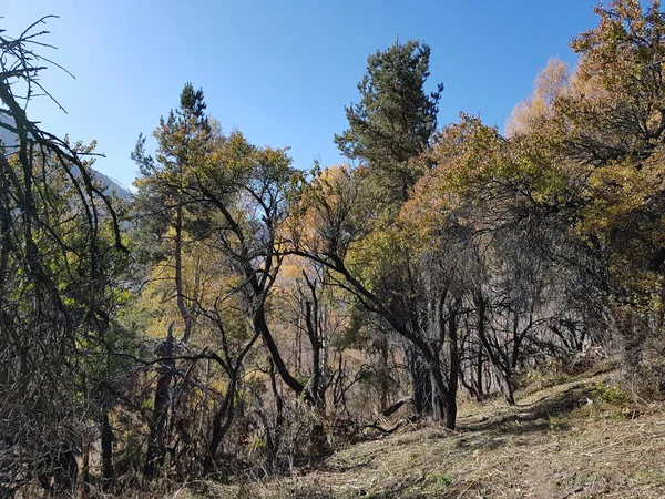 Paysage Dans Une Forêt Montagne Automne Chaud — Photo