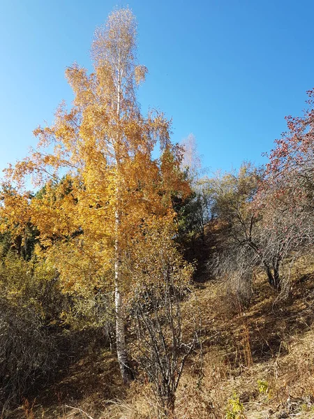 Paisagem Uma Floresta Montanha Outono Quente — Fotografia de Stock