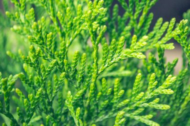 Çeşitli nesnelerin ve nesnelerin fotoğrafları