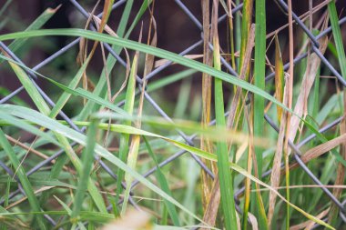 Çeşitli nesnelerin ve nesnelerin fotoğrafları