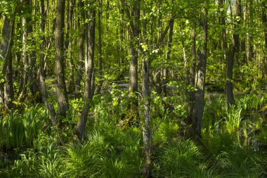 Doğa rezerv Fleuthkuhlen aşağı Ren bölgesi, Almanya