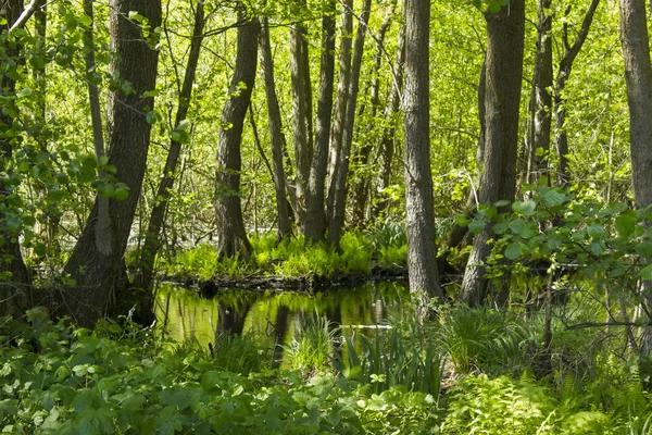 Naturschutzgebiet Fleuthkuhlen Niederrhein — Stockfoto