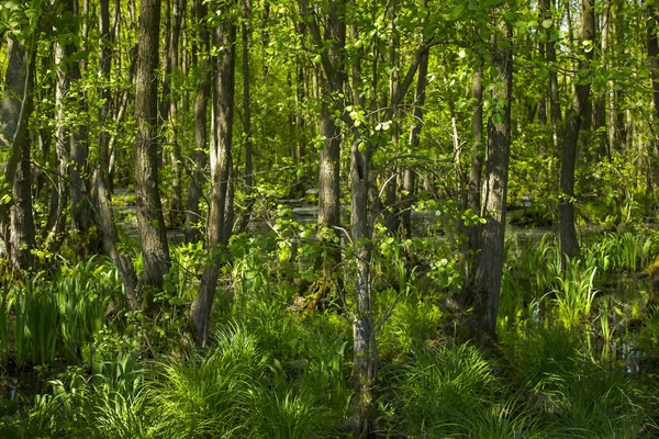 Naturschutzgebiet Fleuthkuhlen Niederrhein — Stockfoto