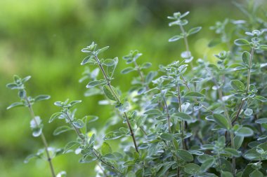 kekik bahçede - yakın çekim