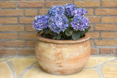 HORTENSIA çiçek toprak kap içinde