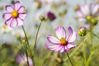 Kozmos çiçeği (Cosmos Bipinnatus)