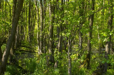 Doğa rezerv Fleuthkuhlen aşağı Ren bölgesi, Almanya