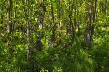 Doğa rezerv Fleuthkuhlen aşağı Ren bölgesi, Almanya