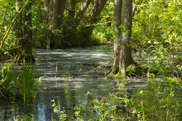 Naturschutzgebiet Fleuthkuhlen Niederrhein — Stockfoto