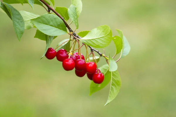 Sour Cherry Fruits Hanging Branch Stock Image