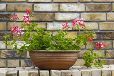 tuğla duvar üzerinde bir tencerede pembe Sardunya
