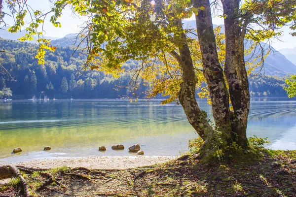 Árvore Velha Junto Lago Bohinj Eslovénia — Fotografia de Stock