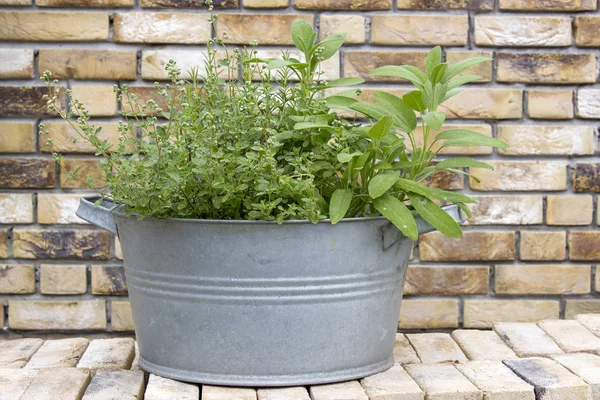 fresh herbs in old wash tubs on brick wall