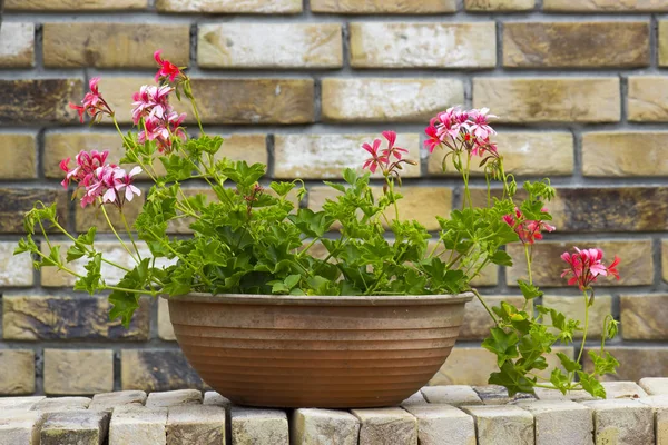 tuğla duvar üzerinde bir tencerede pembe Sardunya