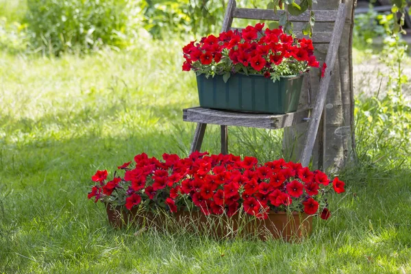 Fleurs Pétunia Rouge Dans Jardin — Photo