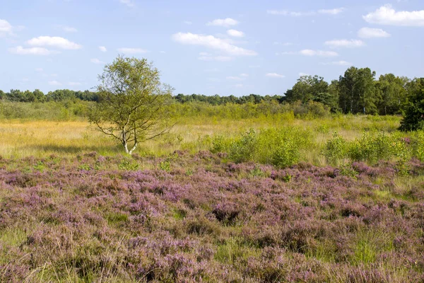 Hollanda 'daki Maasduinen Ulusal Parkı' nda Heathland