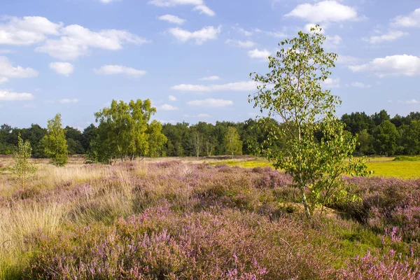 Hollanda 'daki Maasduinen Ulusal Parkı' nda Heathland