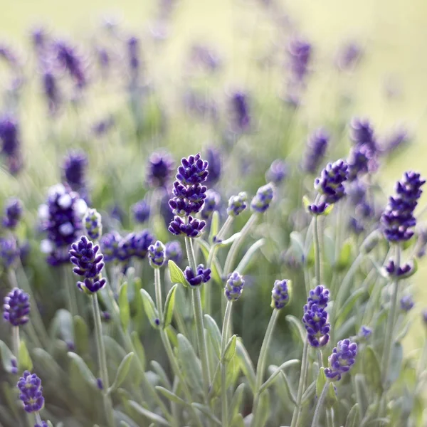 Bahçedeki lavanta çiçekleri