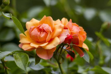 turuncu gül bahçesinde