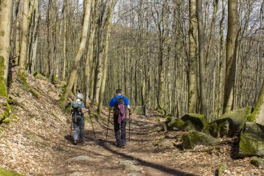 Siebengebirge Almanya 'sında Bahar Ormanı Yürüyüş Yolu Rheinsteig
