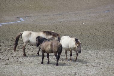 Hollanda, Ren 'deki sel ovasında Konik