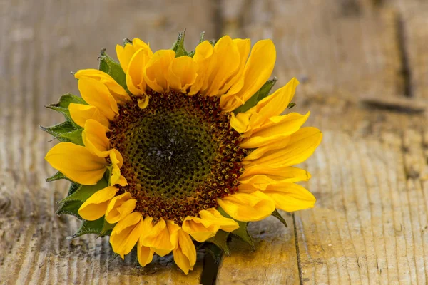 Sonnenblume Auf Holzgrund Helianthus — Stockfoto